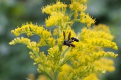 Physocephala tibialis