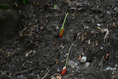 Arum dioscoridis