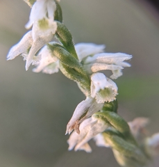 Spiranthes lacera gracilis