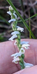 Spiranthes lacera gracilis