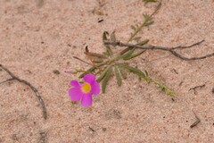 Calandrinia