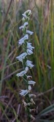 Spiranthes lacera gracilis