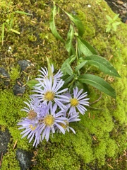 Symphyotrichum subspicatum