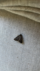 Tetanolita mynesalis