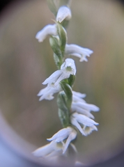 Spiranthes lacera gracilis