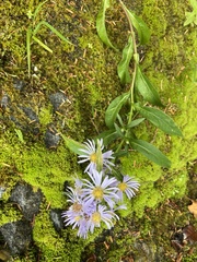 Symphyotrichum subspicatum