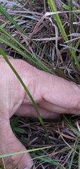 Spiranthes lacera gracilis