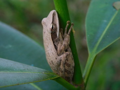 Polypedates leucomystax