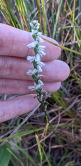 Spiranthes lacera gracilis