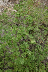 Lonicera iberica