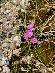 Kalmia polifolia