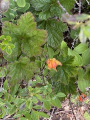 Rubus chamaemorus