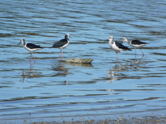 Himantopus leucocephalus
