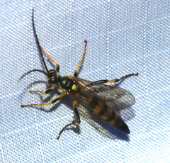 Ichneumonina