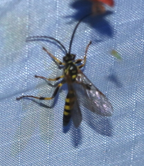 Ichneumonina