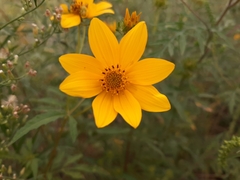Bidens polylepis