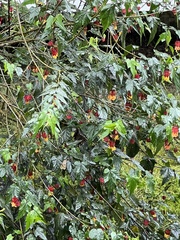 Callianthe megapotamica
