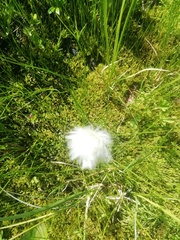 Eriophorum