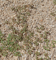 Euphorbia setiloba