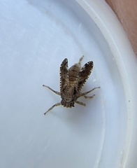 Danepteryx