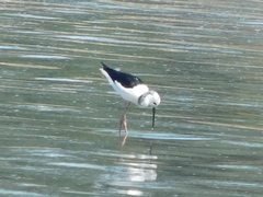 Himantopus leucocephalus