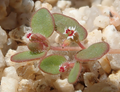 Euphorbia setiloba