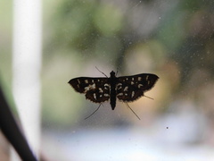 Nausinoe geometralis