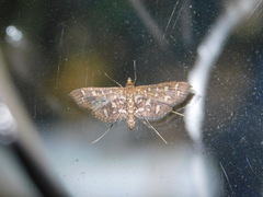 Nausinoe geometralis