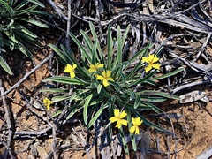 Goodenia willisiana
