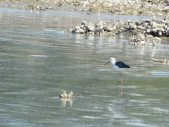 Himantopus leucocephalus