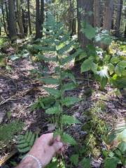 Dryopteris clintoniana
