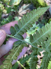 Dryopteris clintoniana