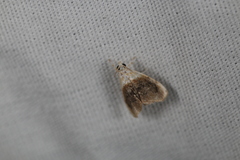 Lipocosmodes fuliginosalis