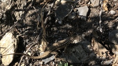 Sceloporus graciosus