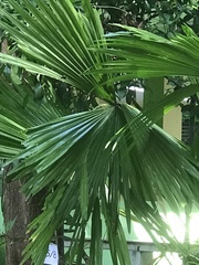 Livistona chinensis