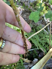 Dryopteris clintoniana