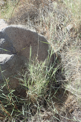 Muhlenbergia porteri