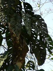 Monstera acuminata