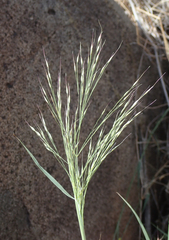 Muhlenbergia porteri