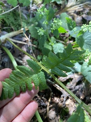 Dryopteris clintoniana