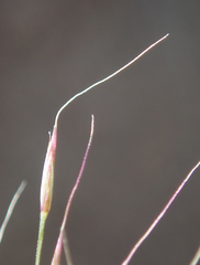 Muhlenbergia porteri