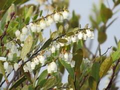 Chamaedaphne calyculata