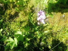 Dactylorhiza maculata