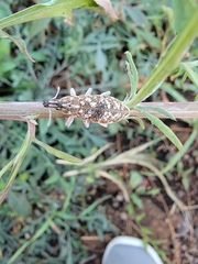 Cyphocleonus achates