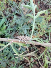 Cyphocleonus achates