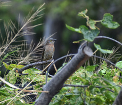 Cacomantis flabelliformis