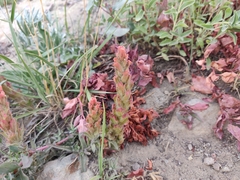 Castilleja arachnoidea