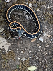 Thamnophis cyrtopsis