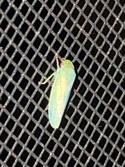 Gyponana