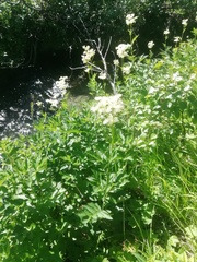 Anthriscus sylvestris